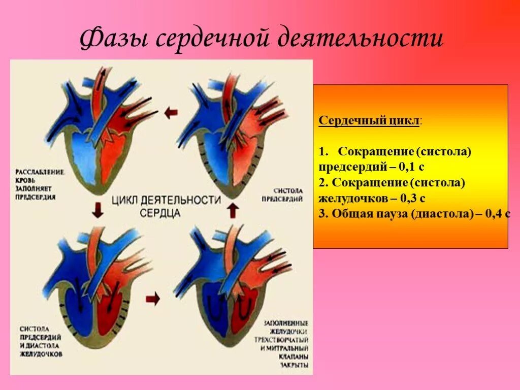 Работа сердца фото Презентация "Строение и работа сердца. круги кровообращения" (8 класс) по биолог