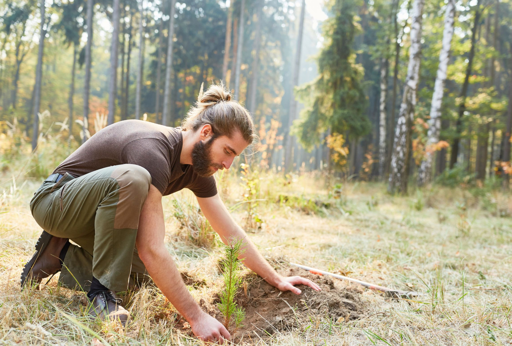 Работа в лесу фото Q&A with our Corporate Partners: American Forests - PID Floors Hardwood Floors