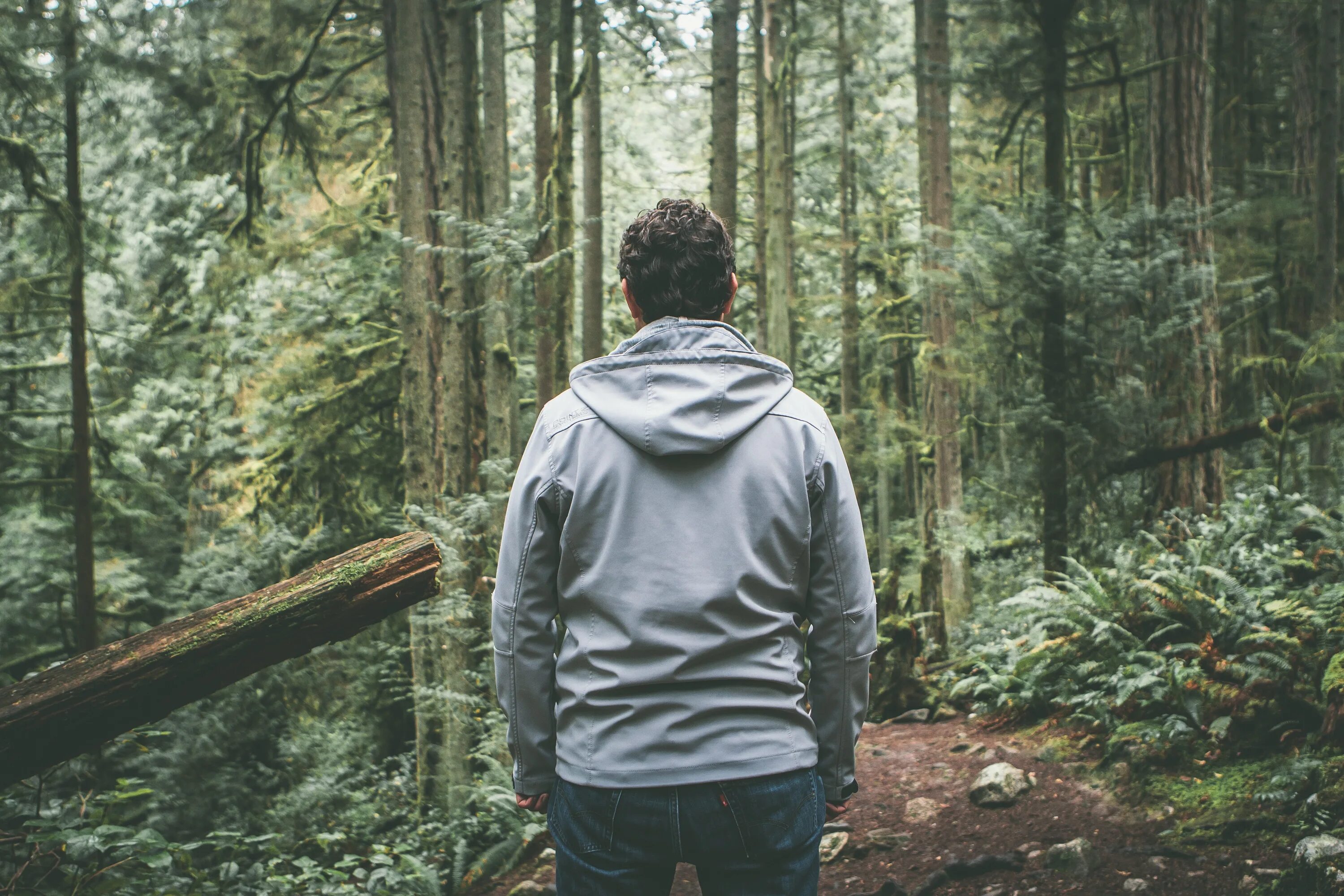 Работа в лесу фото Free Images : man, tree, forest, wilderness, walking, person, trail, male, guy, 