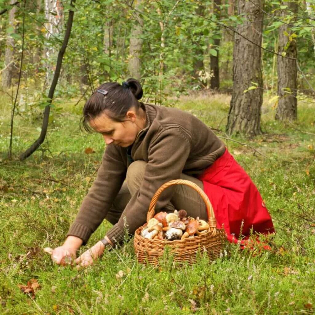 Работа в лесу фото Летний фотоконкурс стартовал в районе Люблино