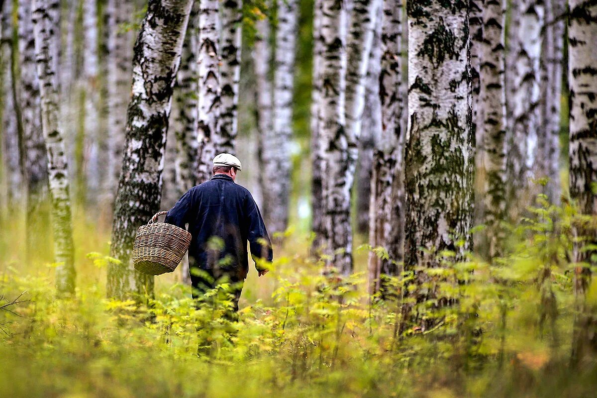 Работа в лесу фото Перейти на страницу с картинкой