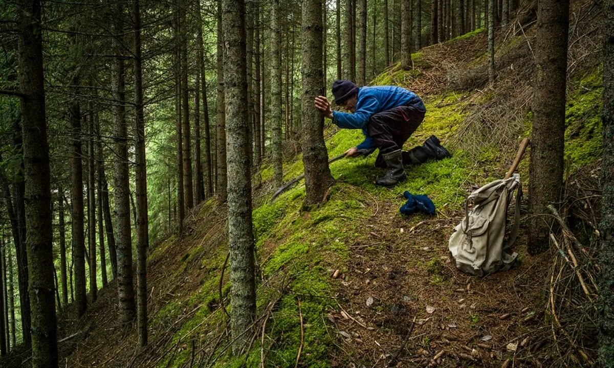 Работа в лесу фото Мистические истории про лес - смотреть онлайн все 27 видео от Мистические истори