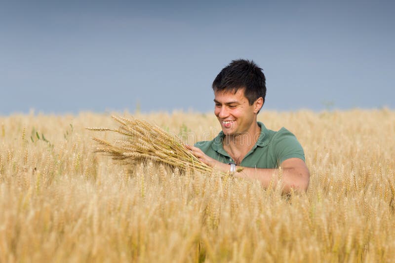 Работа в поле фото Happy man in wheat field stock photo. Image of portrait - 41696758