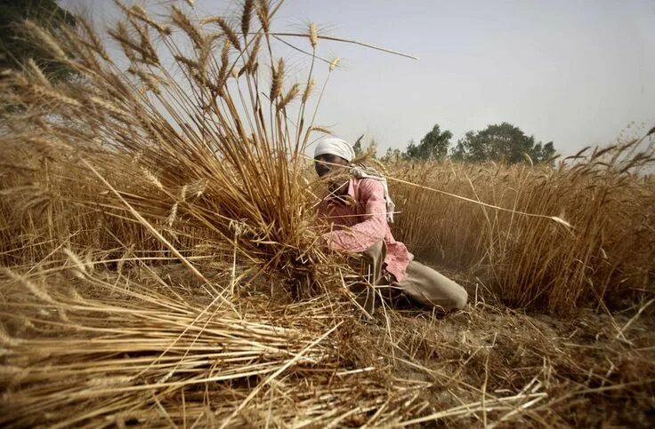 Работа в поле фото Harvesting Wheat in Pipari Village