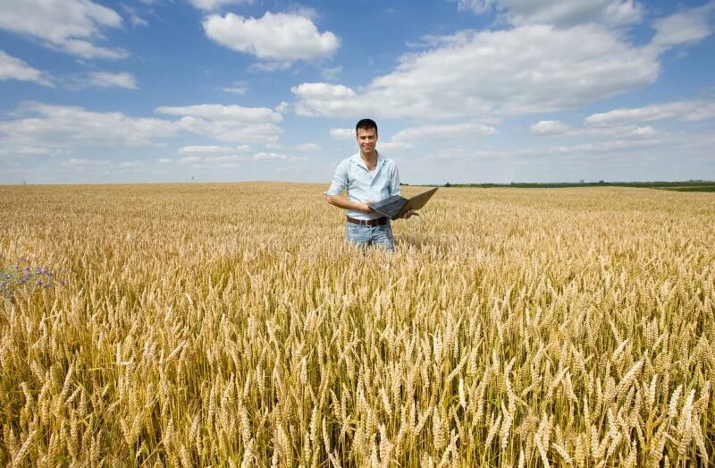 Работа в поле фото Businessman with Laptop in the Field Stock Photo - Image of industry, caucasian: