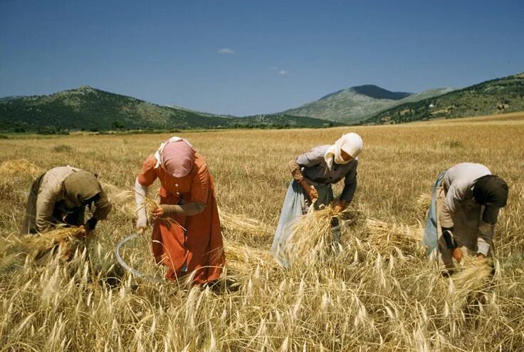 Работа в поле фото Women harvest wheat with sickles then bind it by hand in a field in 1956. PHOTOG