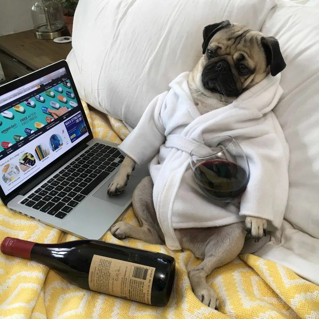 Работа в выходные фото Комментарии к теме Cute pugs, Pugs funny, Funny animals