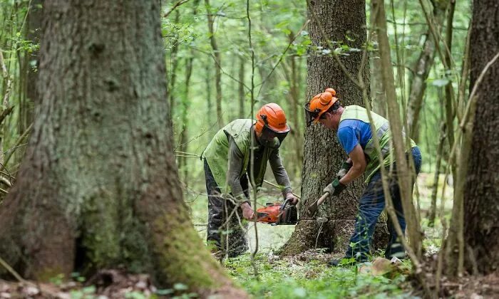 Работники леса фото Poland Spares Forest to Win EU Favor, but Damage Already Done The Epoch Times