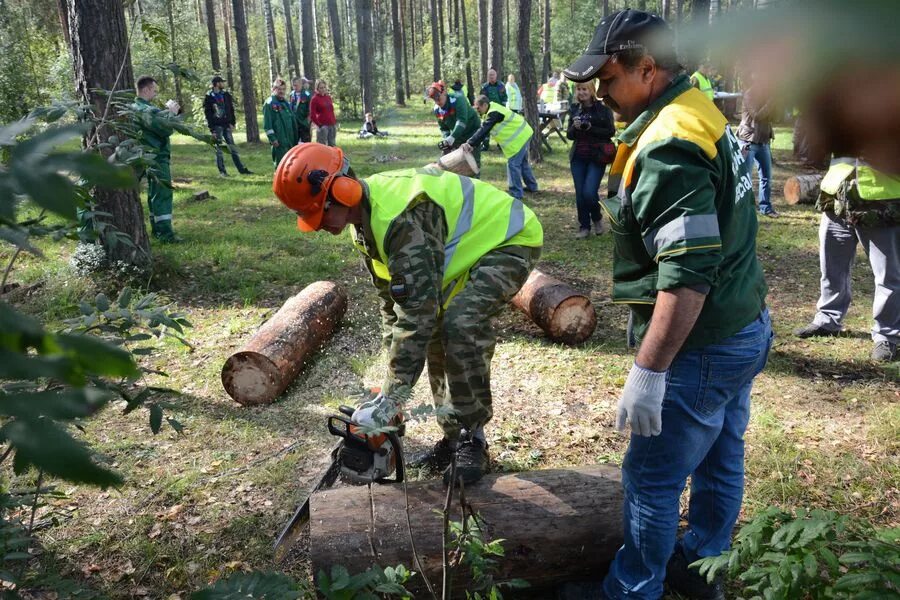 Работники леса картинки Лесничество спб: найдено 86 изображений