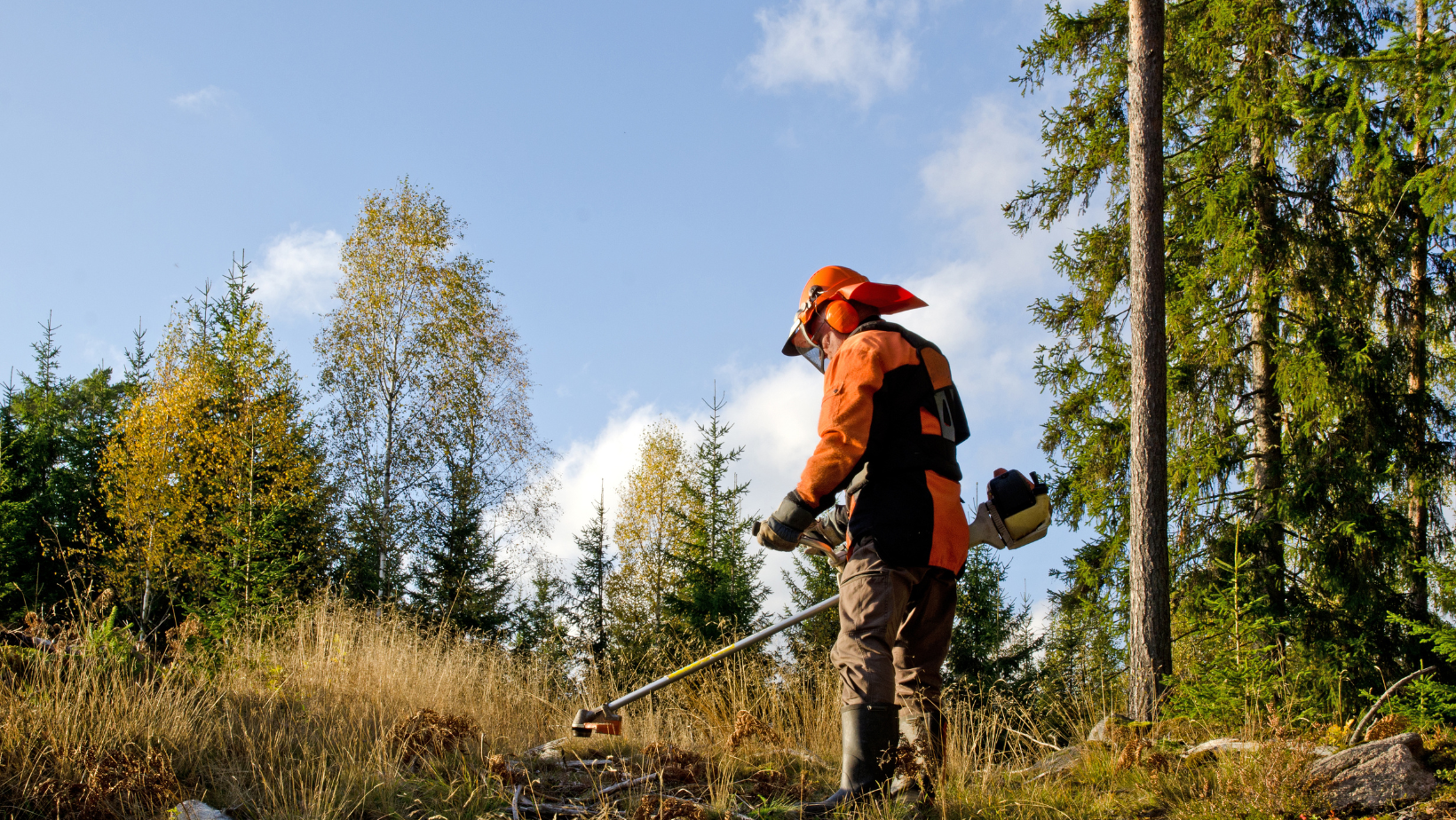 Работники леса картинки A Perspective for Workers' (Labour) Day: What do workers' rights mean for FSC? F