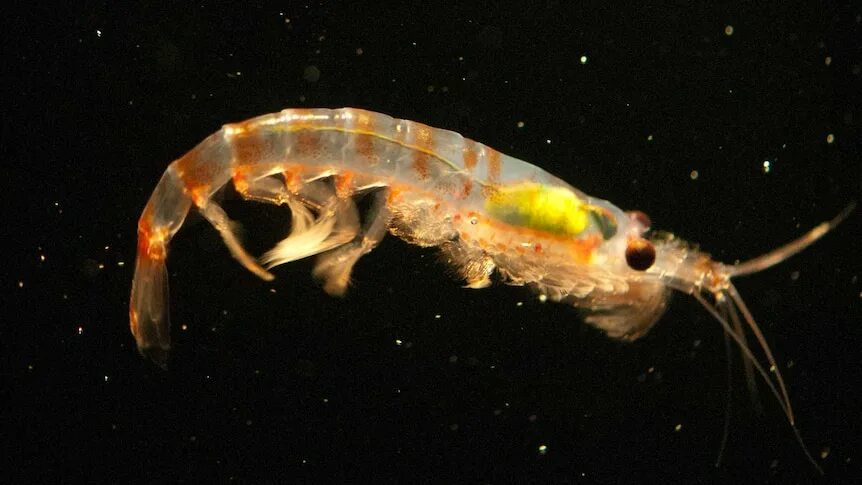 Рачки фото в море Krill, Udang Kecil Jadi Senjata Ampuh Atasi Sampah Plastik - ABC News