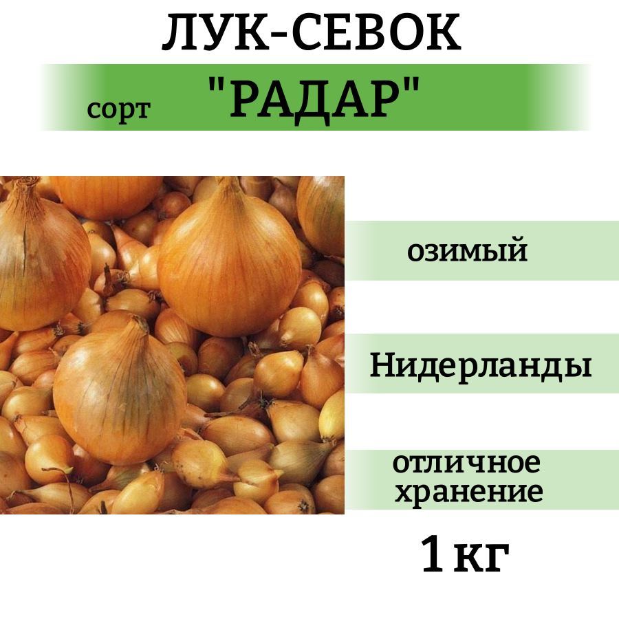 Радар лук описание озимый отзывы сорта фото Характеристики Лук-севок озимый Радар (1 кг). Лучший сорт на посадку "Нидерланды