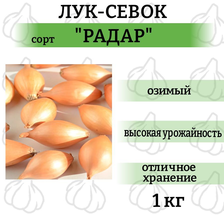 Радар описание сорта фото отзывы цена Луковицы Лук krep-citi купить по выгодной цене в интернет-магазине OZON (1150553