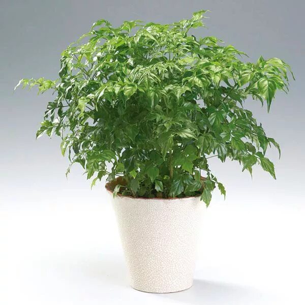 Радермахера китайская уход в домашних условиях фото China Doll (Radermachera sinica) - MyGardenLife China doll plant, Plants, Indoor