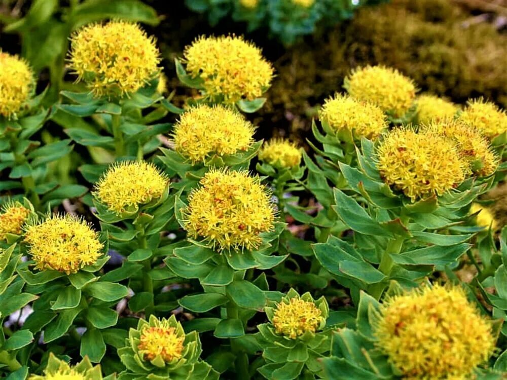 Радиола розовая фото и описание Родиола розовая: купить в Москве саженцы Rhodiola rosea в питомнике "Медра"