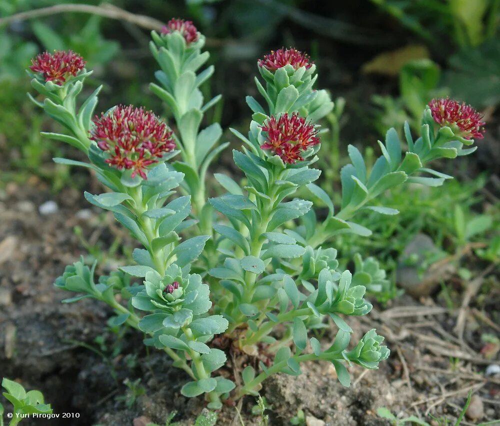 Радиола розовая фото и описание Rhodiola integrifolia - Image of an specimen - Plantarium