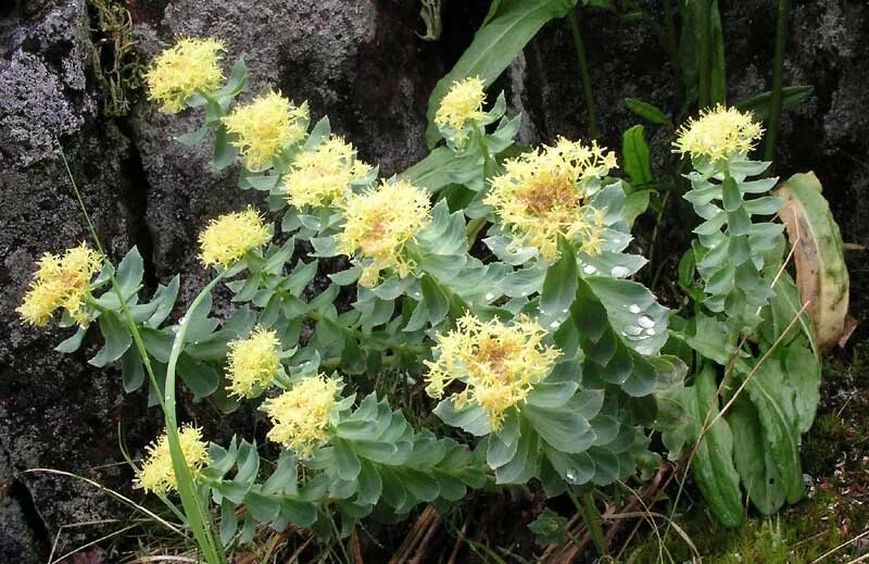 Радиола розовая фото и описание Rhodiola sp. -- фотография