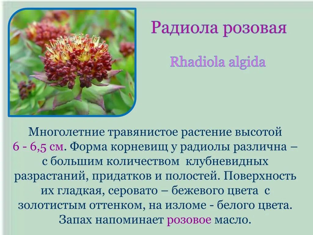 Радиола розовая фото и описание лечебные Родиола розовая описание: найдено 87 картинок