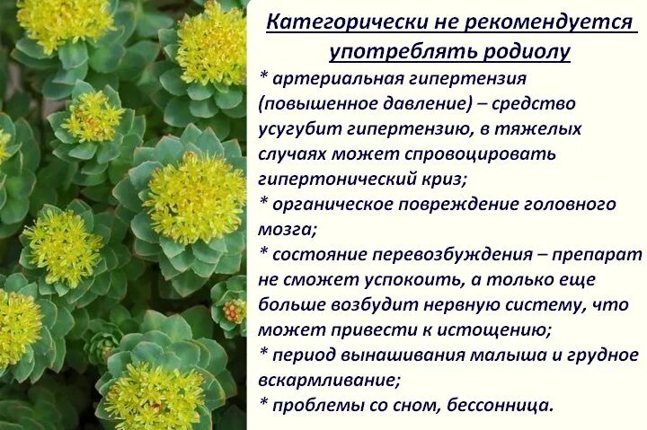 Радиола розовая фото и описание лечебные Родиола розовая презентация