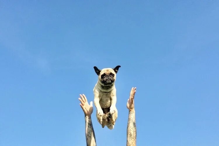 Радость смешные фото Photographer Shares Adorable Pug's Silly Side While Going on Adventures Together