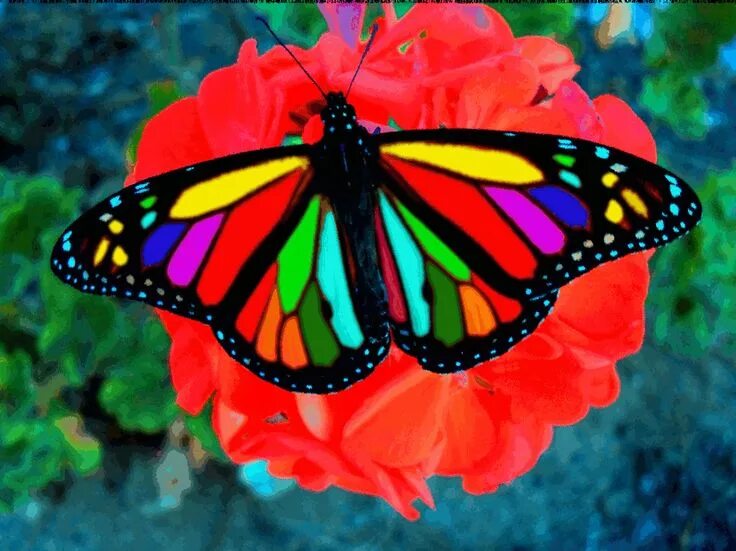 Радужная бабочка фото via GIPHY Most beautiful butterfly, Beautiful butterfly images, Beautiful butter