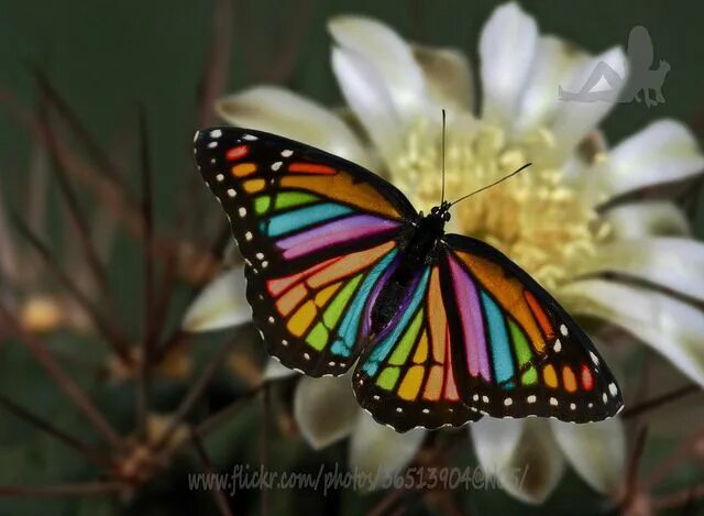 Радужная бабочка фото RAiNbO*HaIrStYlySt STUDIO & ARTS's favorites Beautiful butterfly photography, Ra