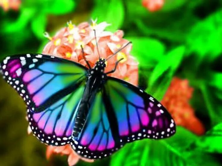 Радужная бабочка фото где обитает Pin by Людмила ПЛИС on ПТИЦЫ-ART-2 Butterfly pictures, Beautiful butterflies, Bu