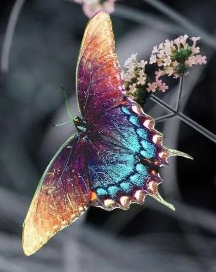 Радужная бабочка фото в природе Butterfly Art Butterfly, Beautiful butterflies, Butterfly flowers