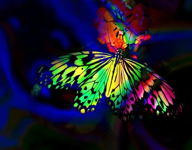 Радужная бабочка фото в природе Rainbow Butterfly Rainbow butterflies, Butterfly background, Rainbow butterfly