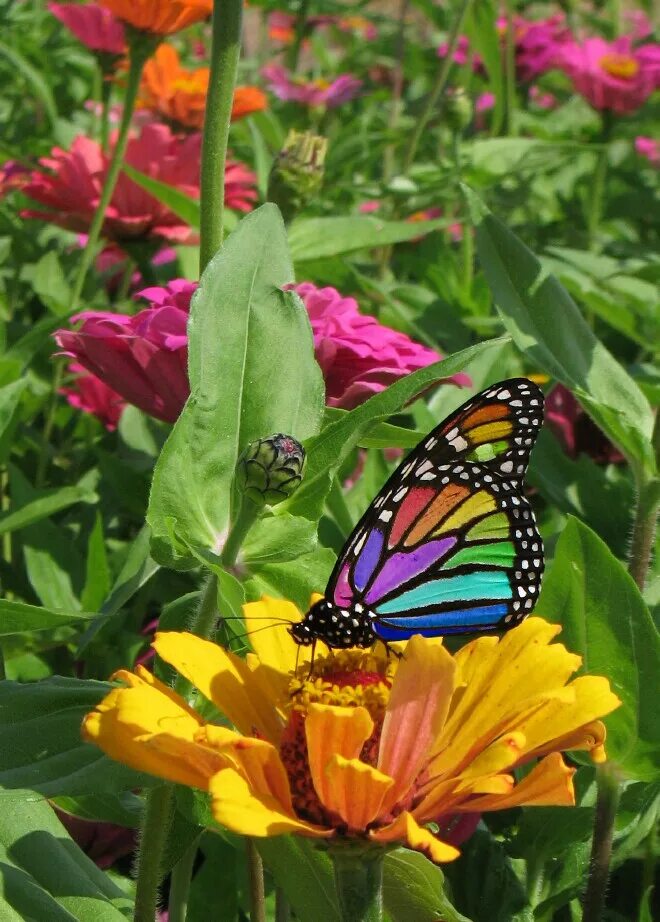 Rainbow butterflies Rainbow butterfly, Butterfly face, Rainbow butterflies