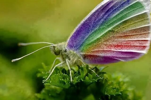 Радужная бабочка фото в природе Pin by Loretta Burke on Butterflies + Bugs Rainbow butterfly, Beautiful butterfl