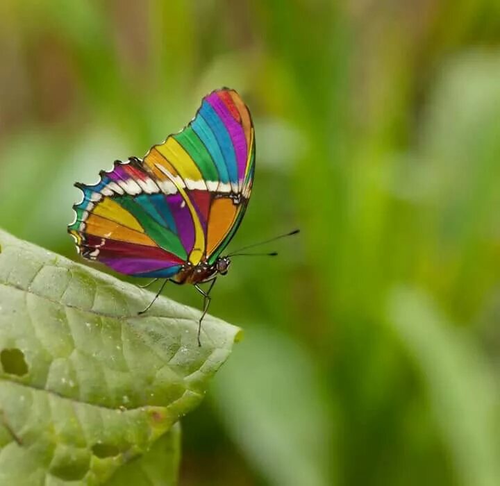 Радужная бабочка фото в природе Pin by Claudia Carletti on natura Rainbow butterfly, Beautiful butterflies, Butt