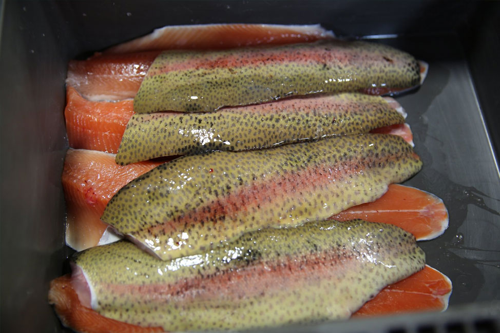 Радужная форель фото цвет мяса рыбы Аквафермер - Trout farming