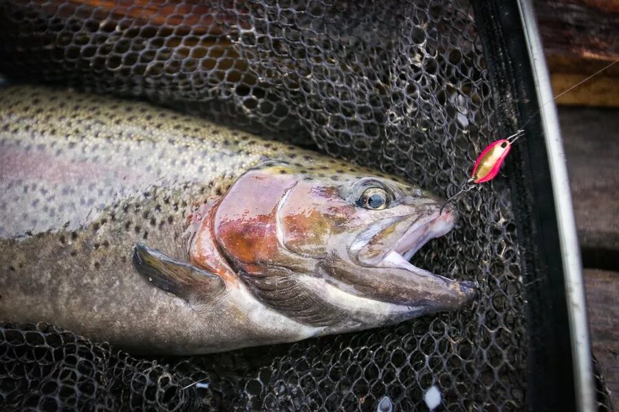 Радужная форель на что ловить Ловля форели в мае - читайте на Сatcher.fish