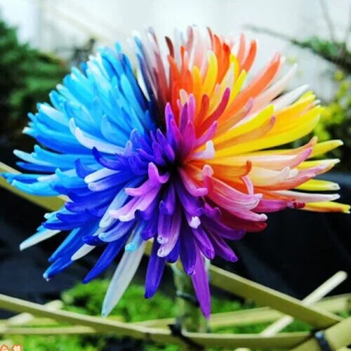 Радужная хризантема фото Rainbow Chrysanthemum Flower 100Pcs/Bag Seeds Daisy Rare Home Yard Garden Plant 