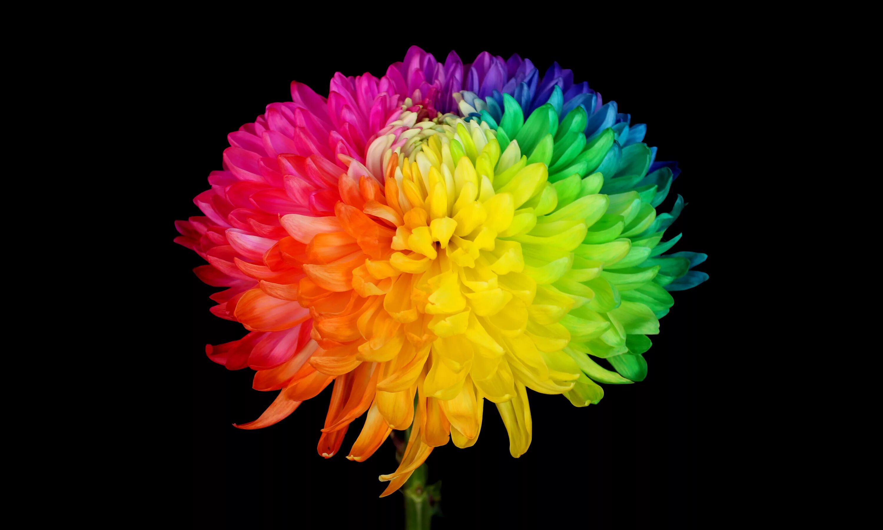 Радужная хризантема фото Happy Colors Rainbow Magnum Chrysanthemum R1101 Chrysanthemum, Happy colors, Rai