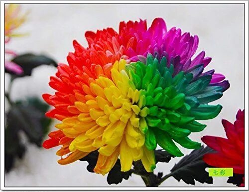 Радужная хризантема фото Amazon.com : Hiking! Rainbow Chrysanthemum Seeds -Tree Flower Planting Seeds-1 P