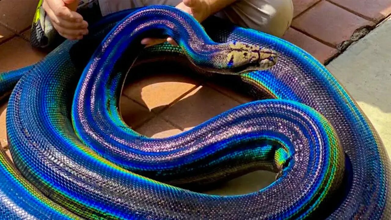 Радужная змея фото The Amazing Rainbow Snake! - YouTube