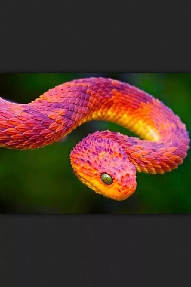 "Rainbow snake in the dense forest, ." - image created in Shedevrum