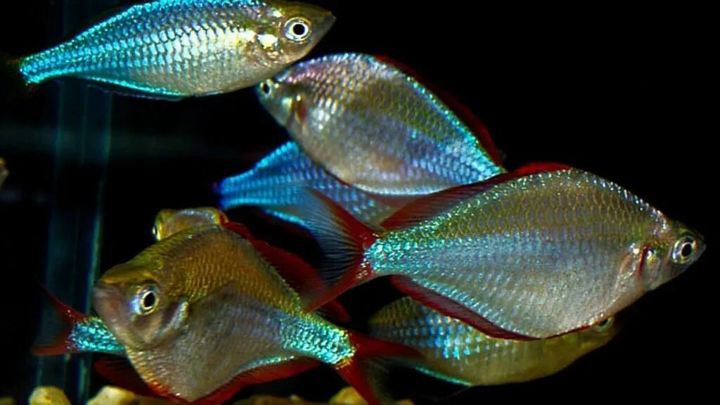 Радужница неоновая аквариумная рыбка фото Image result for dwarf neon blue rainbowfish Rainbow fish, Fish care, Fish