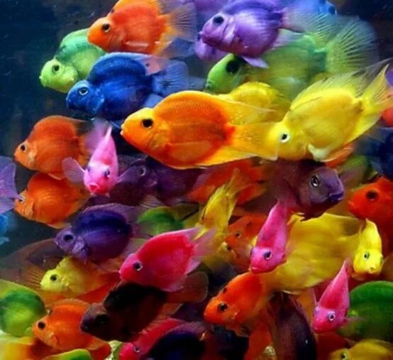 Радужные рыбки для аквариума фото и название School of fish, in school. hehe Colorful fish, Rainbow fish, Parrot fish