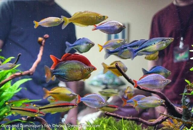 Радужные рыбки для аквариума фото и название Rainbowfish tank! Rainbow fish, Aquarium fish, Tropical fish aquarium