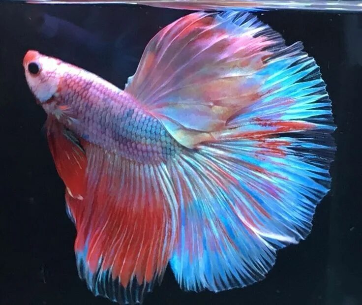 Радужные рыбки для аквариума фото и название Betta fish, Colorful fish, Betta