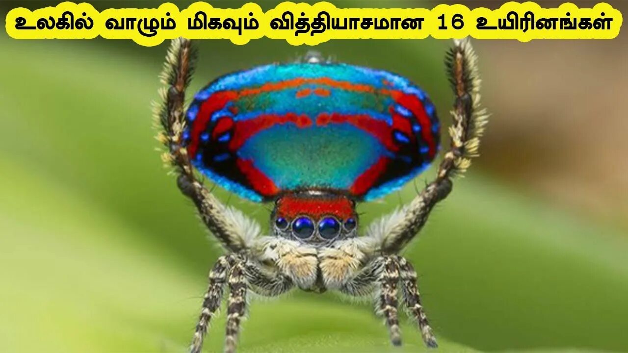 Радужный паук фото 16 Most Different Creatures in the World உலகில் வாழும் மிகவும் வித்தியாசமான 16 உ