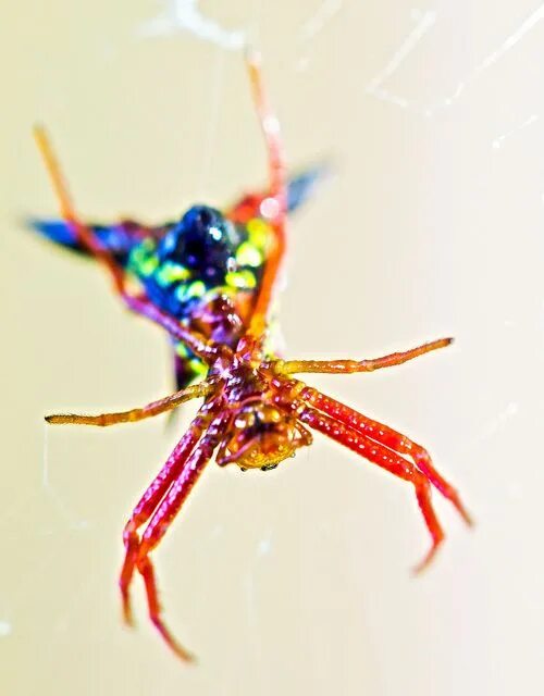 Радужный паук фото Rainbow Spider - Colorful Spider Hanging Upside Down on Web