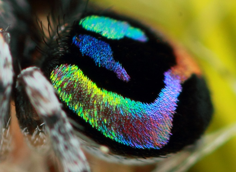 Радужный паук фото Maratus robinsoni (3mm jumping spider) Jumping spider, Spider, Incredible creatu