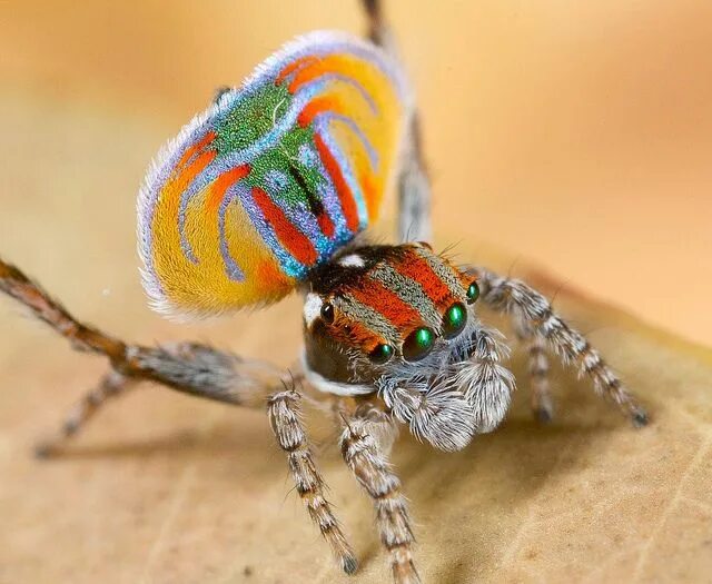 Радужный паук фото MG_8428 (2) peacock spider Maratus volans Fotos de animales raros, Animales raro