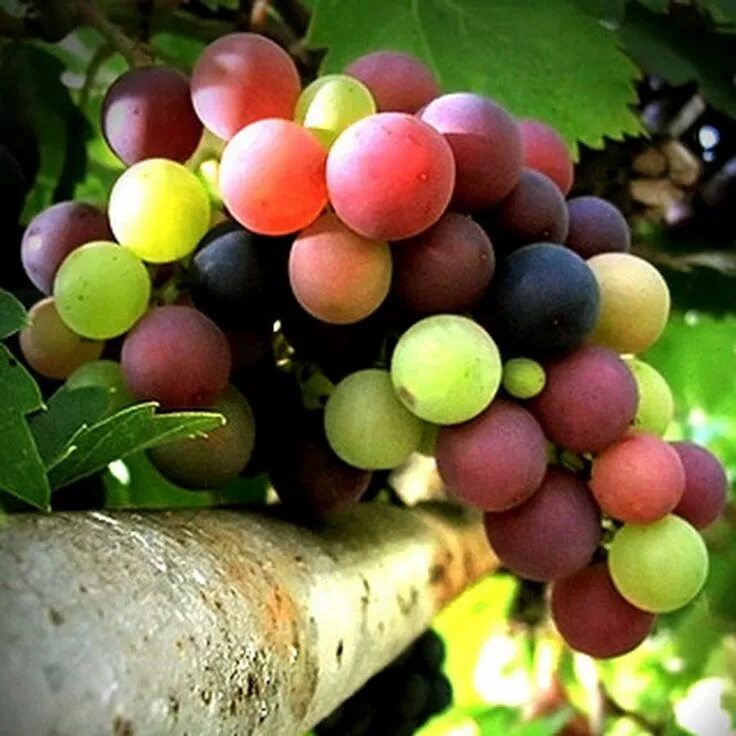 Радужный виноград фото Facebook Grapes, Exotic fruit, Fruit