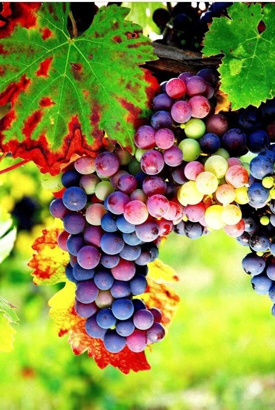 Радужный виноград фото High vitamin fruits tree seeds 300pcs/bag green red rainbow black grapes bonsai 