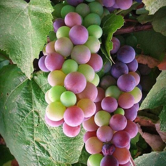 Радужный виноград фото Grapes ripening on the vine Uva, Frutta esotica, Idee giardino orto